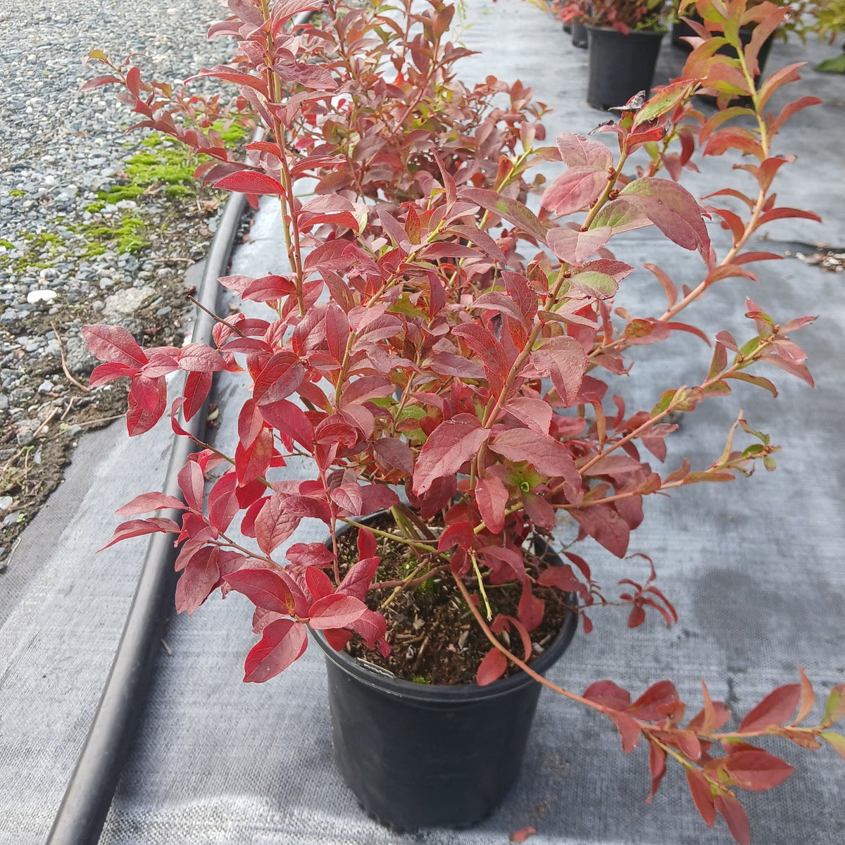 Vaccinium x Northcountry 1G
