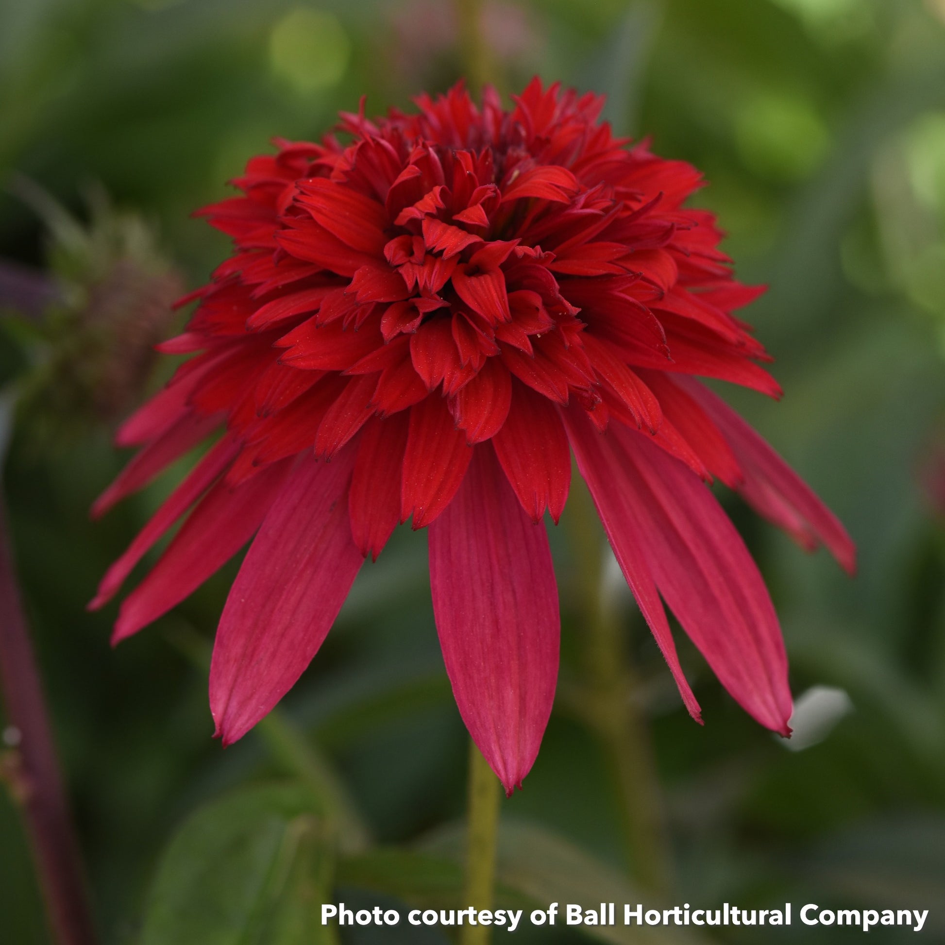 Echinacea Double Scoop Strawberry Deluxe 1Q