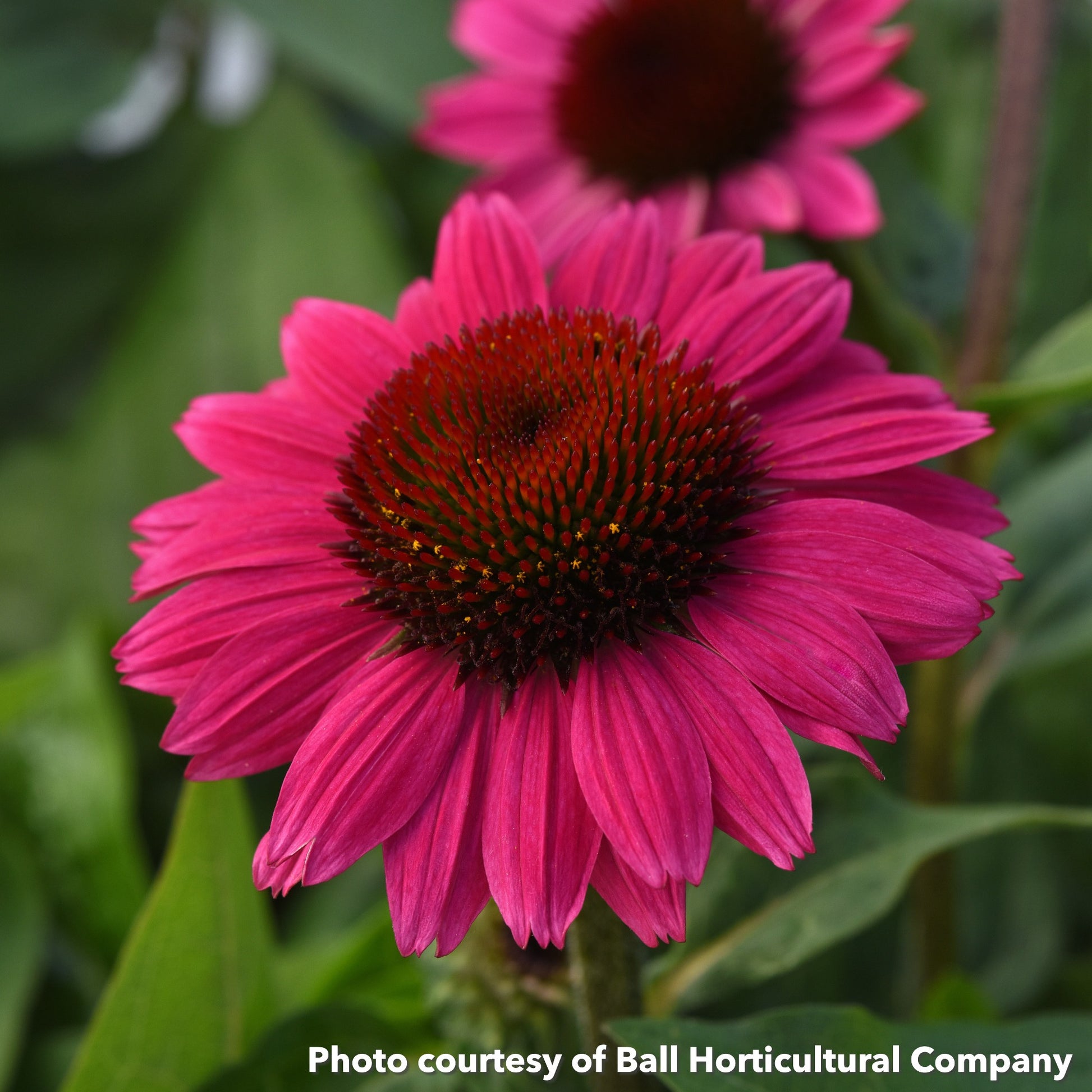 Echinacea x Sombrero Fandango Fuschia 1G