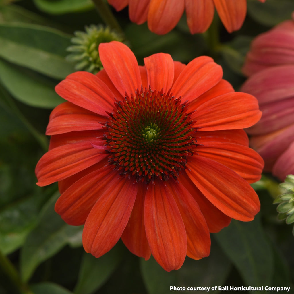 Echinacea Sombrero Mandarin Mambo 1G