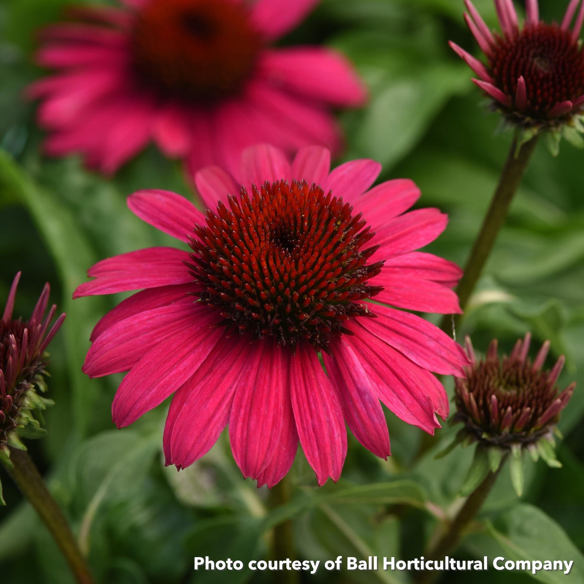 Echinacea x Sombrero Poco Hot Pink 1Q