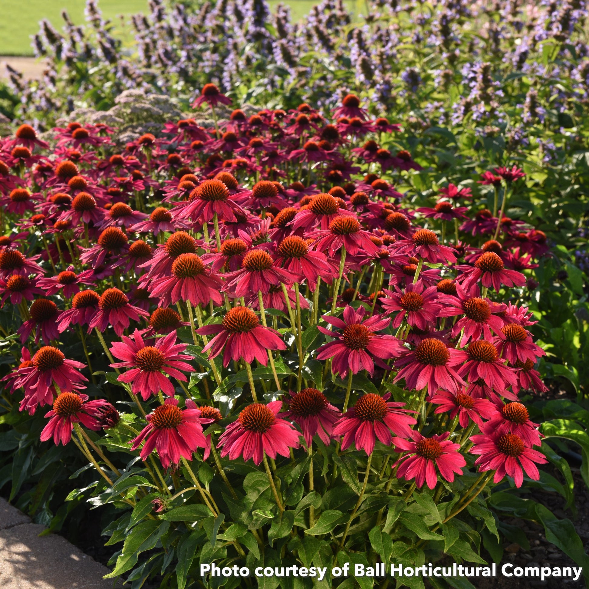Echinacea x Sombrero Poco Hot Pink 1Q