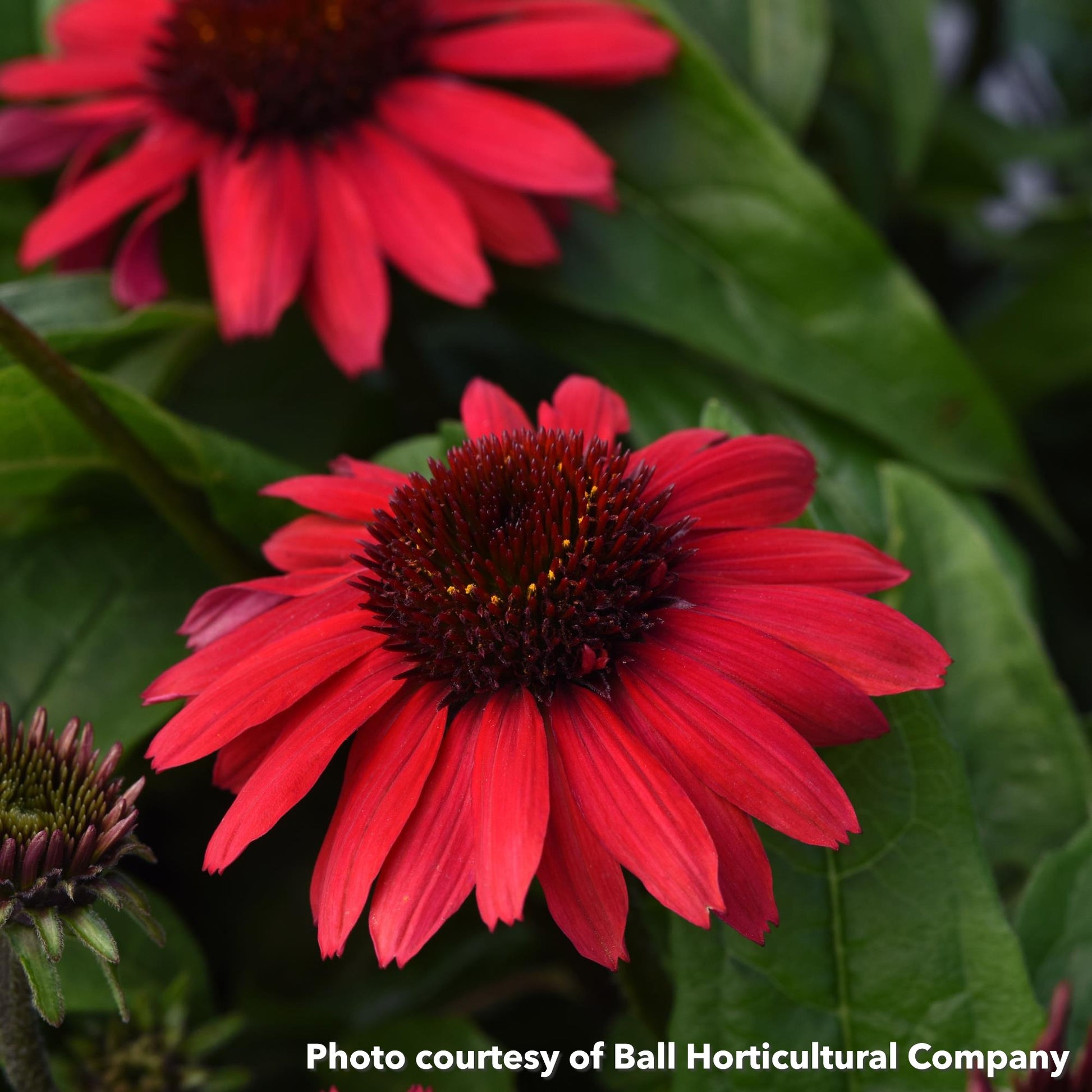 Echinacea x Sombrero Poco Red 1Q