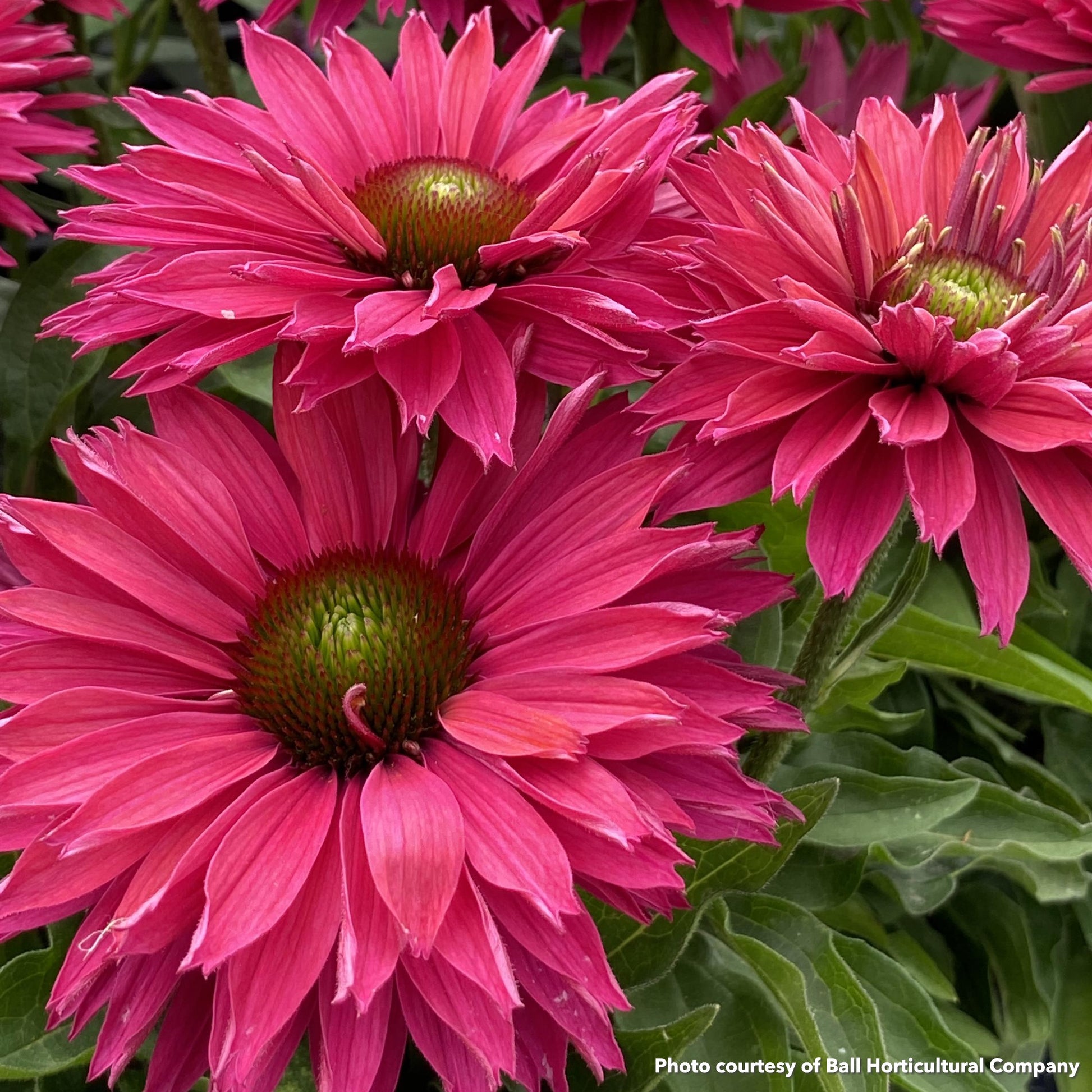 Echinacea Sunseekers Sweet Fuchsia 1G