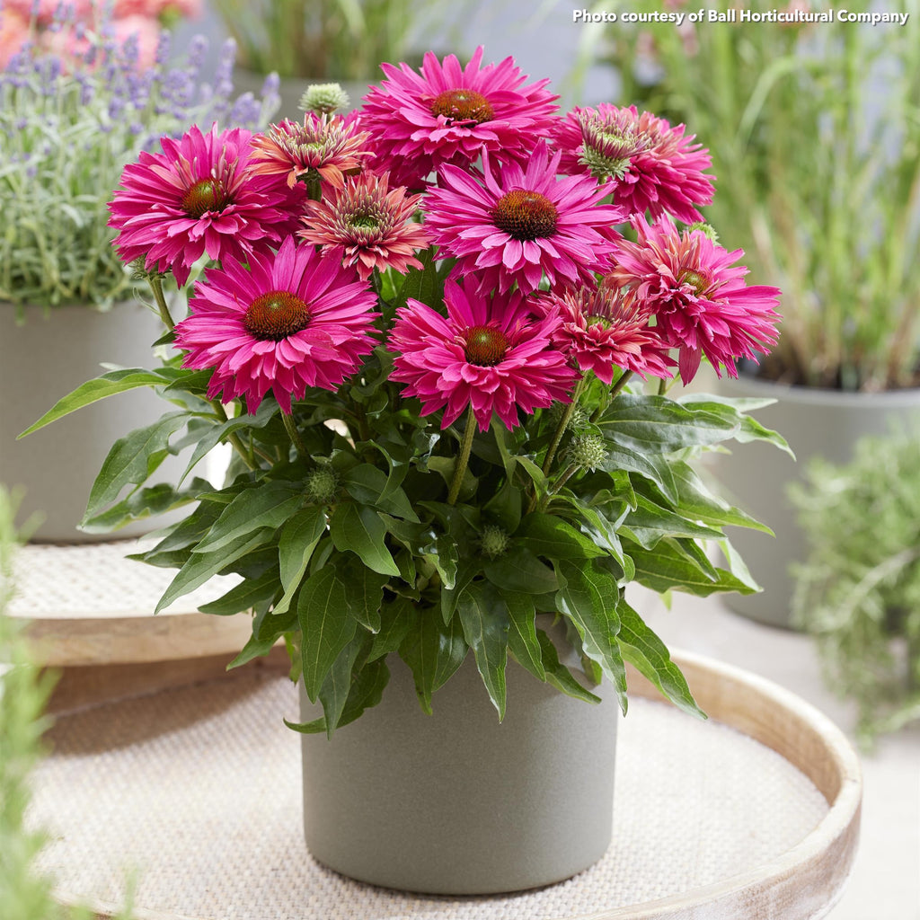 Echinacea Sunseekers Sweet Fuchsia 1G