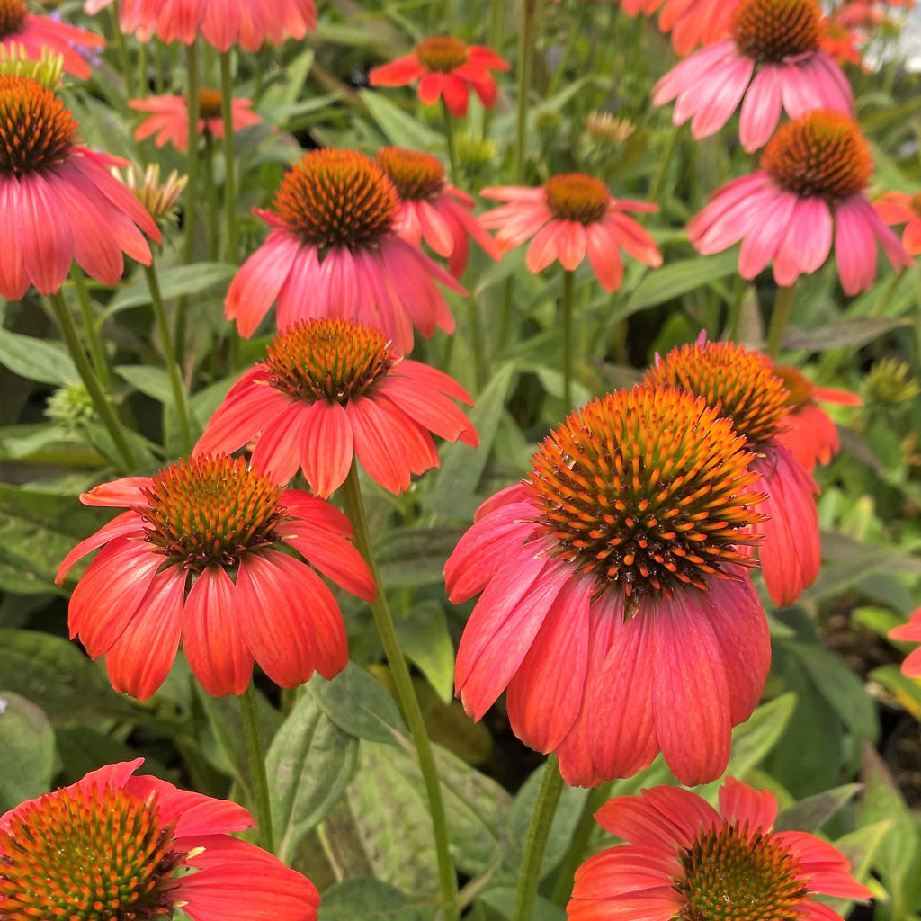 Echinacea x Sombrero Poco Hot Coral 1Q