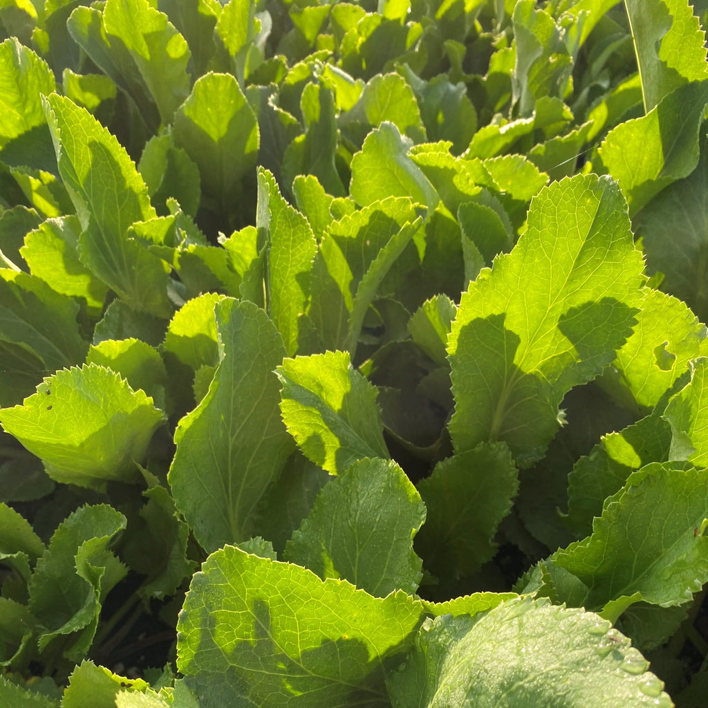 Eryngium planum Blaukappe DP50