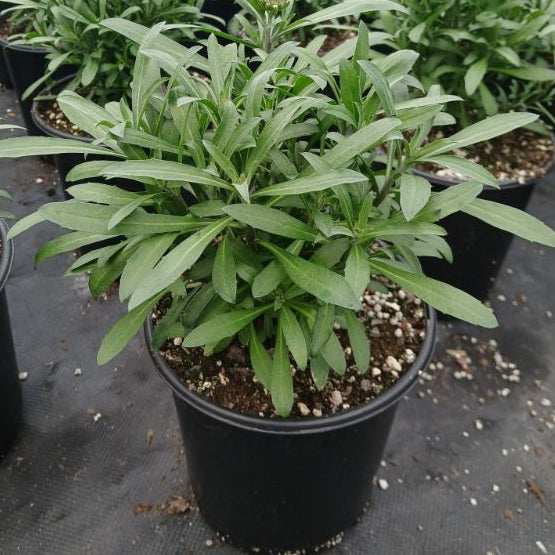 Erysimum x Brightside Lemon Ice 1G