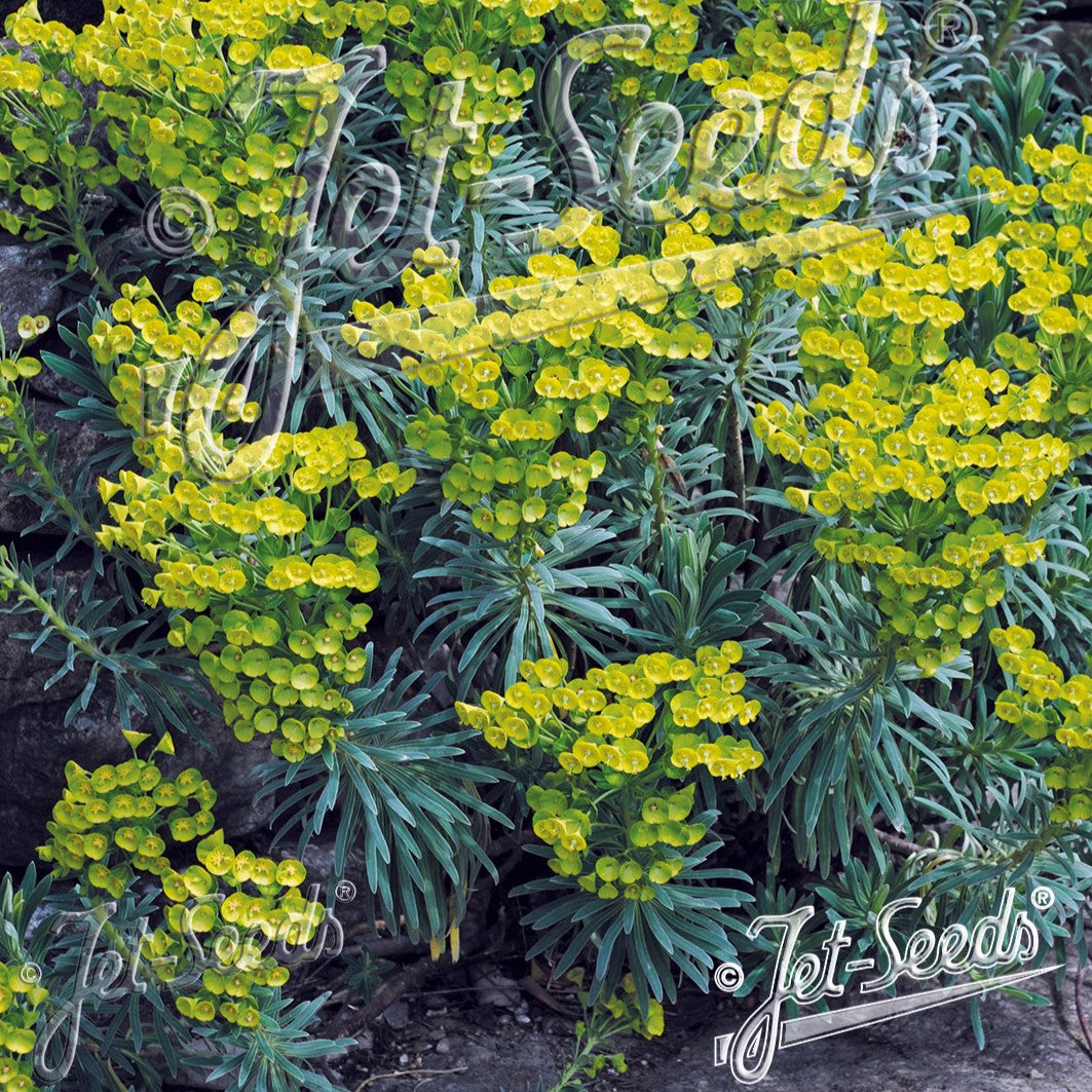 Euphorbia characias ssp  wulfenii 3.25"