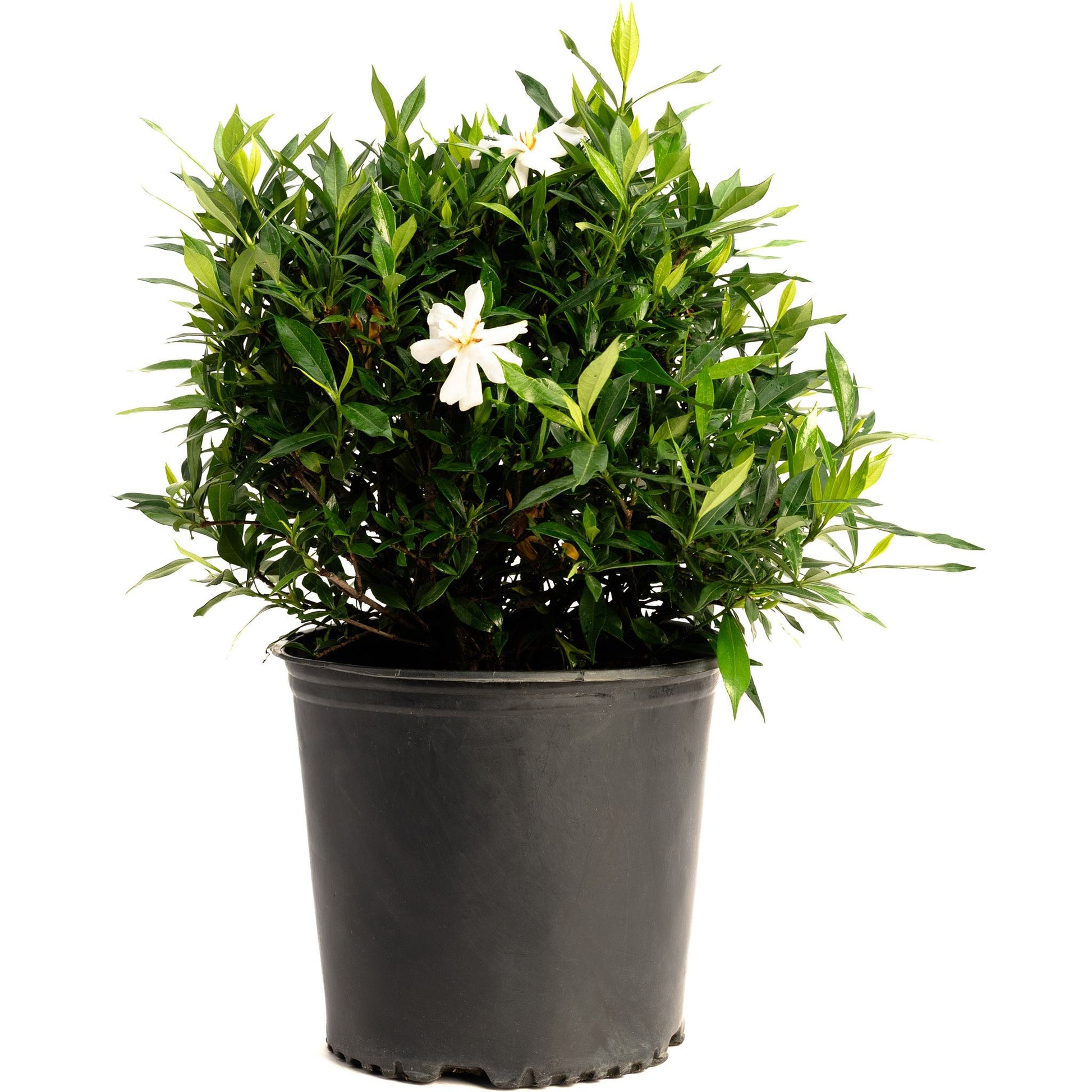Frost Proof Gardenia