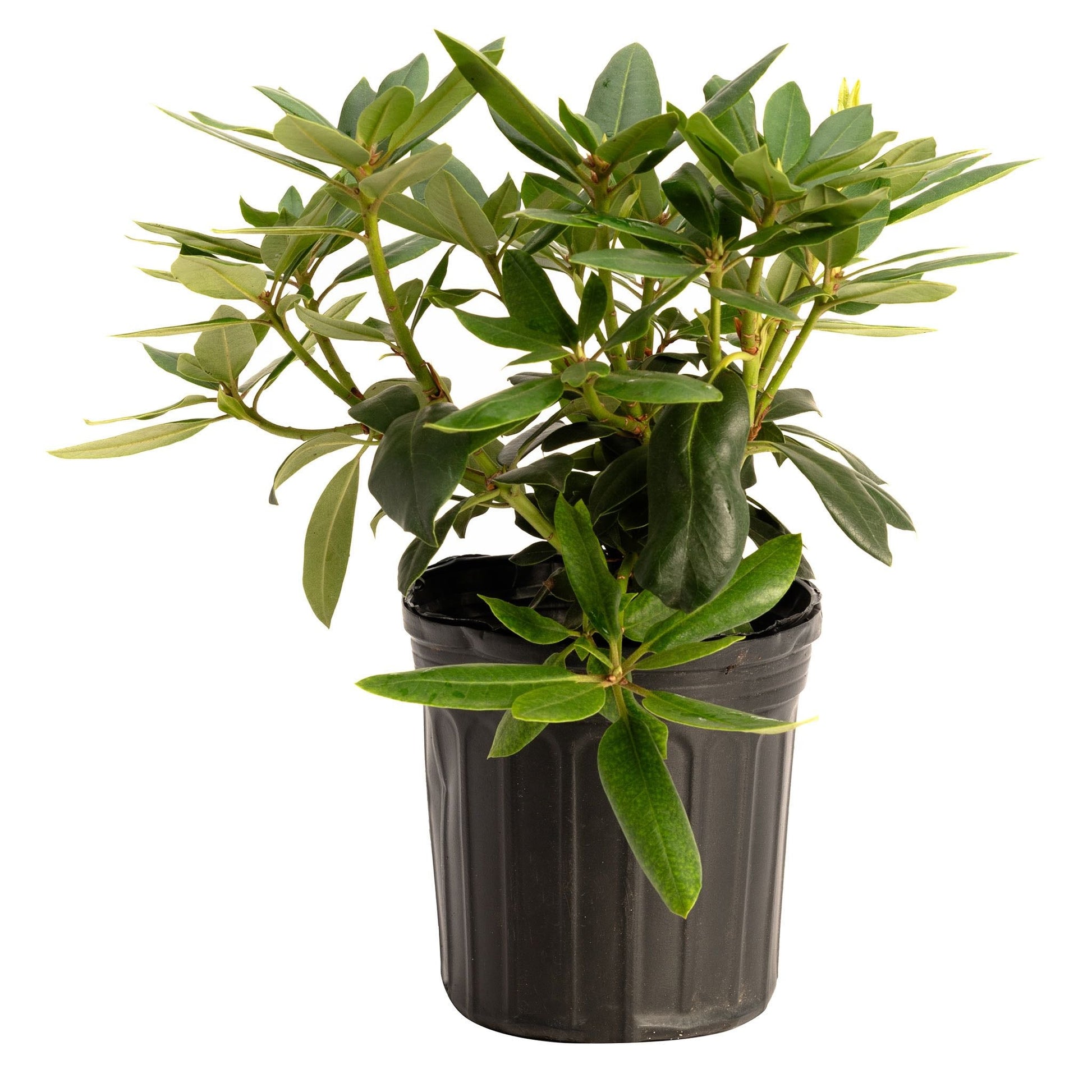 Roseum Pink Rhododendron