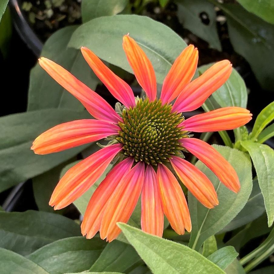 Echinacea x Rainbow Marcella 1G