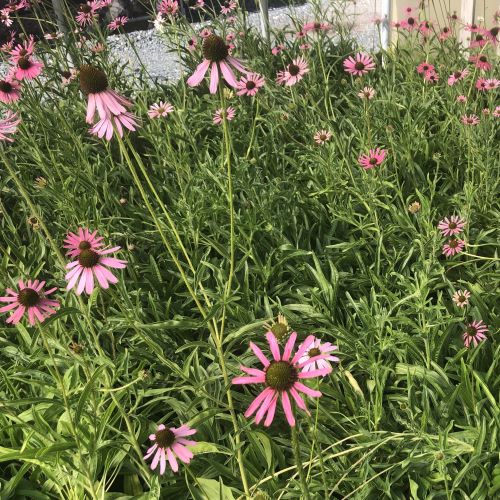 Echinacea tennesseensis Rocky Top DP50