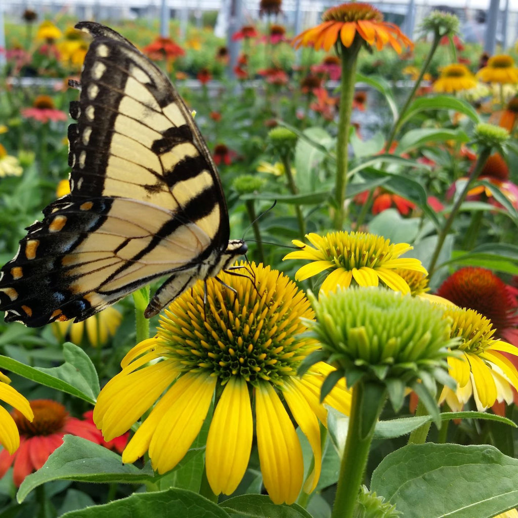 Echinacea x Cheyenne Spirit 1G