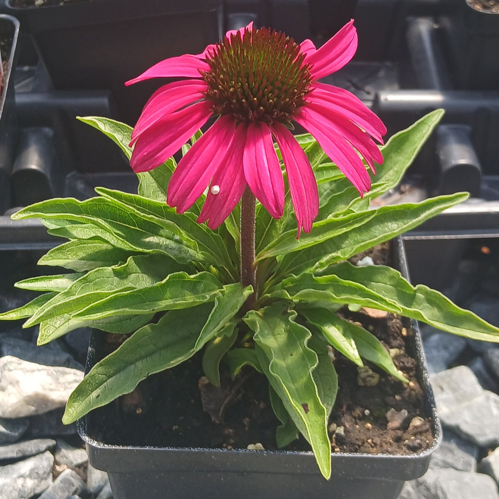 Echinacea Dark Shadows Wicked 1Q