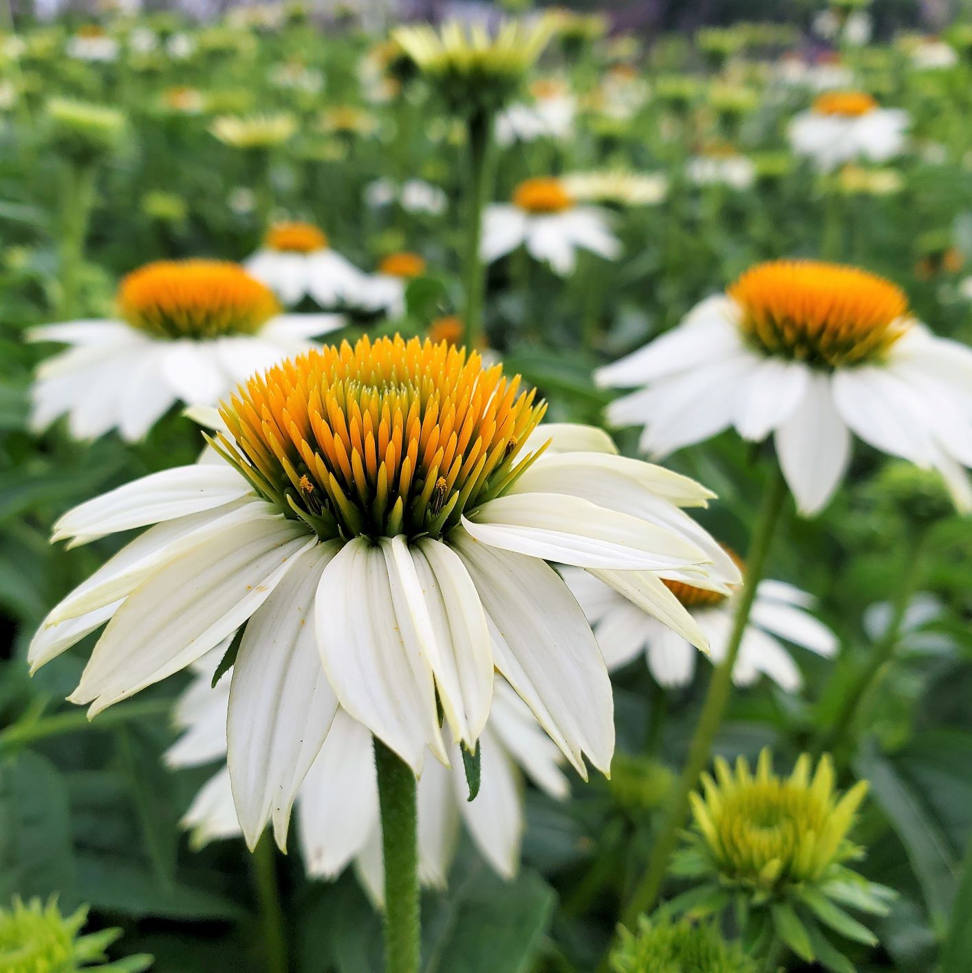 Echinacea purpurea PowWow White DP50