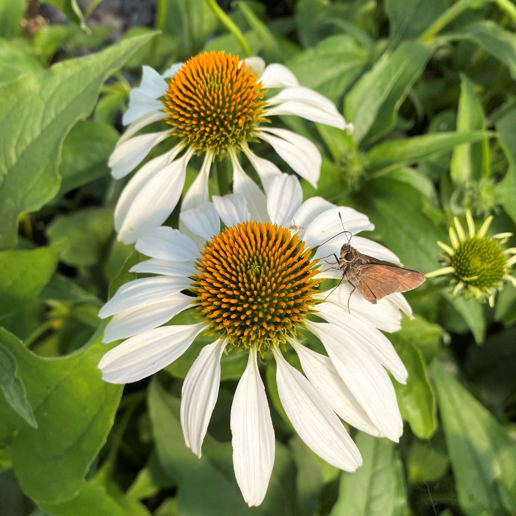 Echinacea purpurea White Swan 1Q