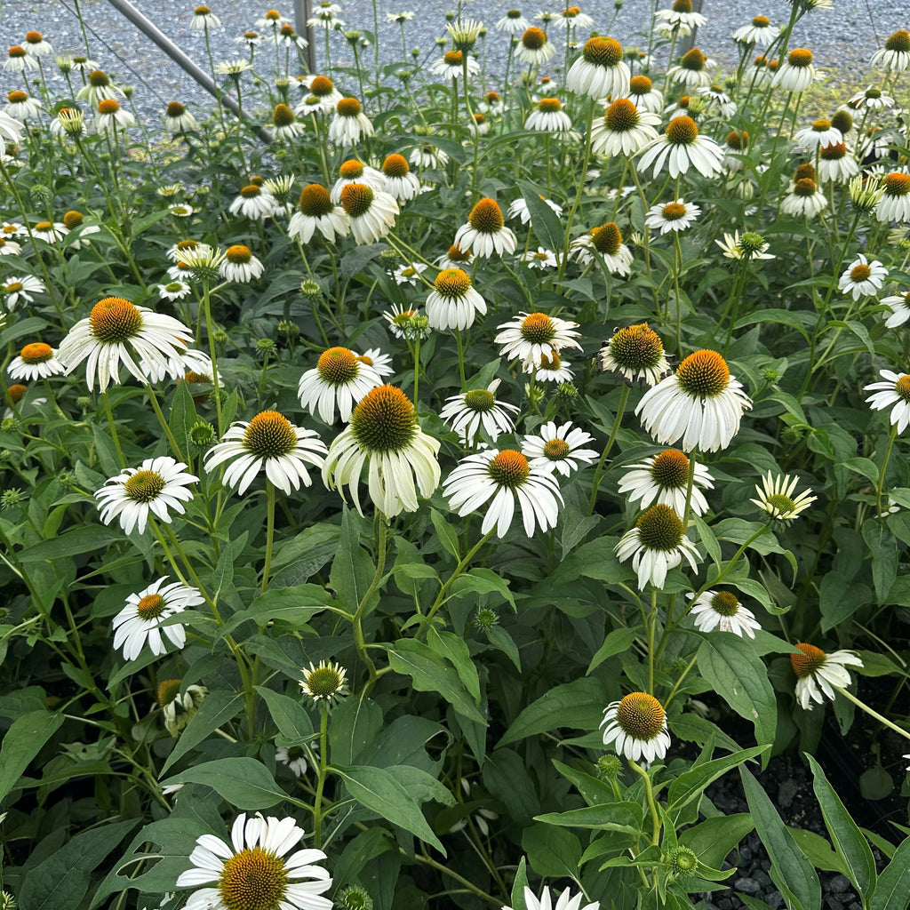 Echinacea purpurea White Swan 1Q