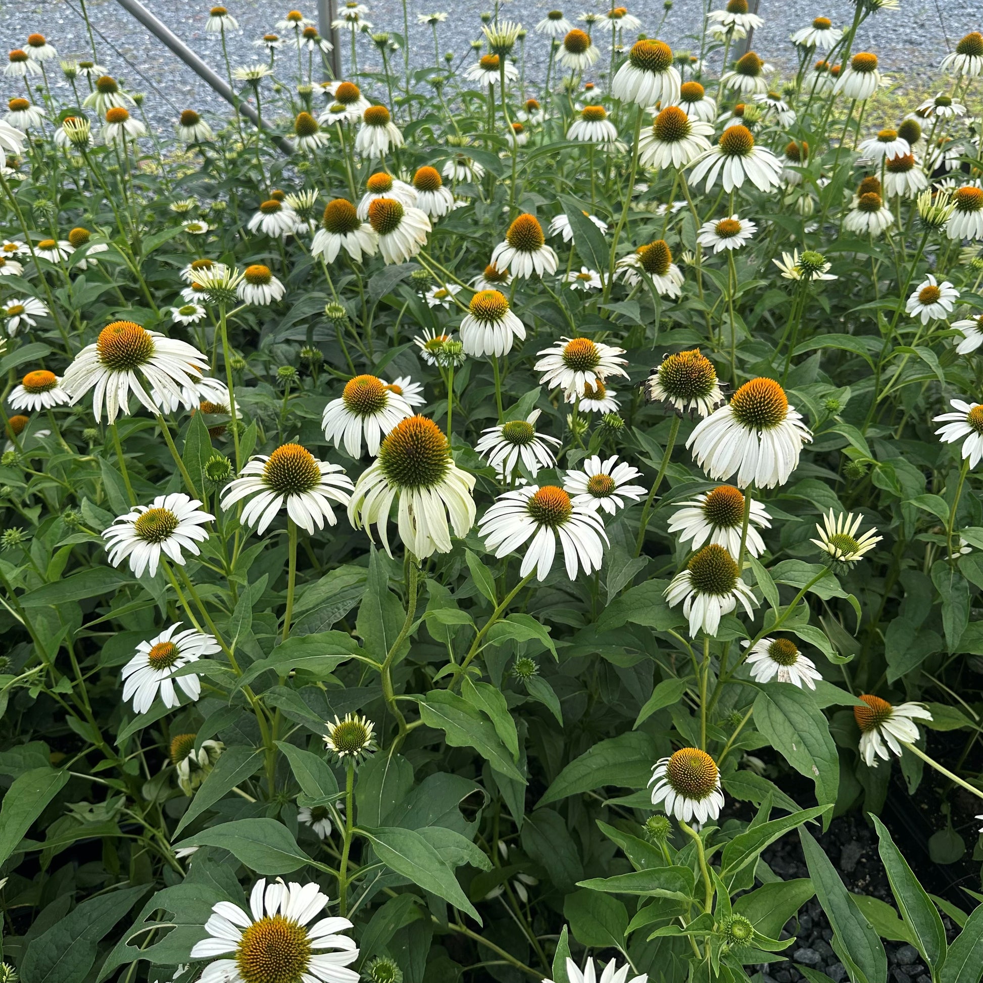 Echinacea purpurea White Swan 1Q