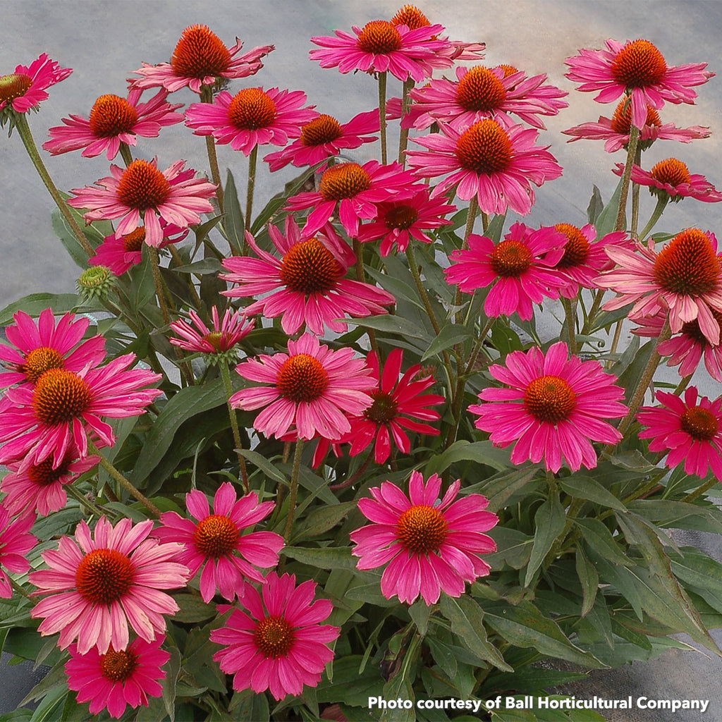 Echinacea x Kismet Raspberry 1G