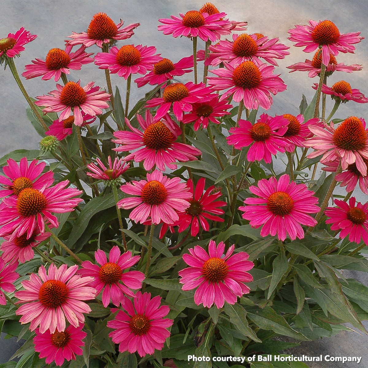 Echinacea x Kismet Raspberry 1G