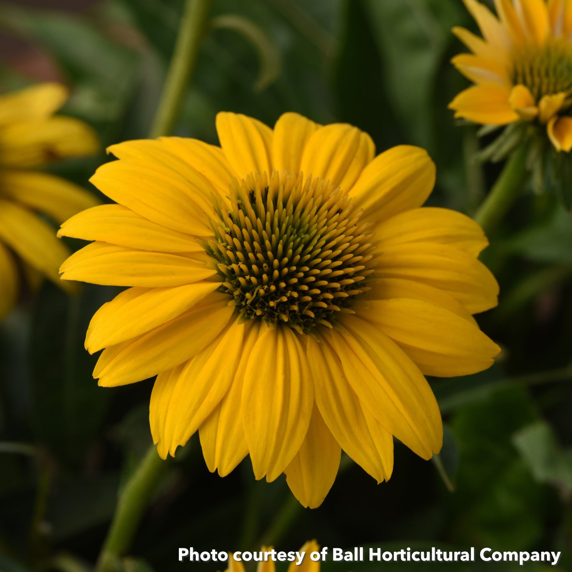 Echinacea x Sombrero Poco Yellow 1Q