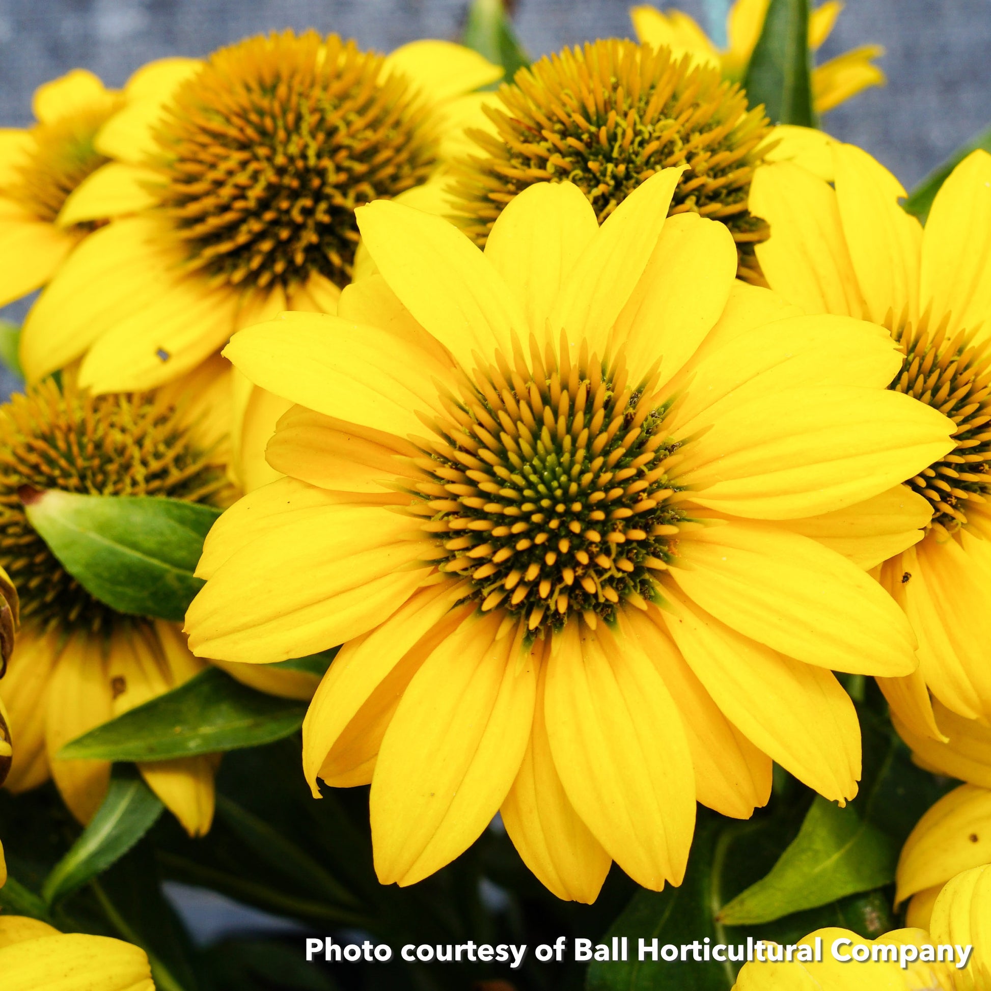 Echinacea x Sombrero Poco Yellow 1Q