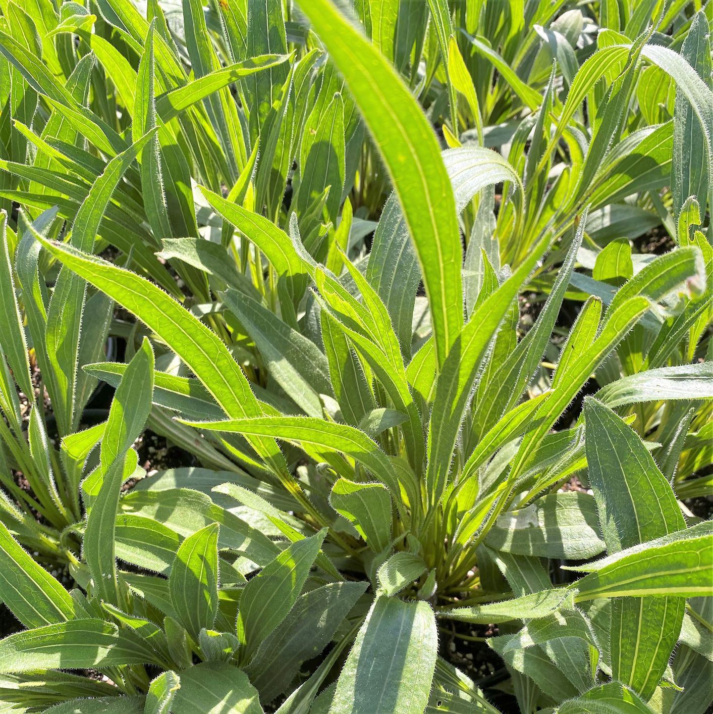 Echinacea pallida DP50