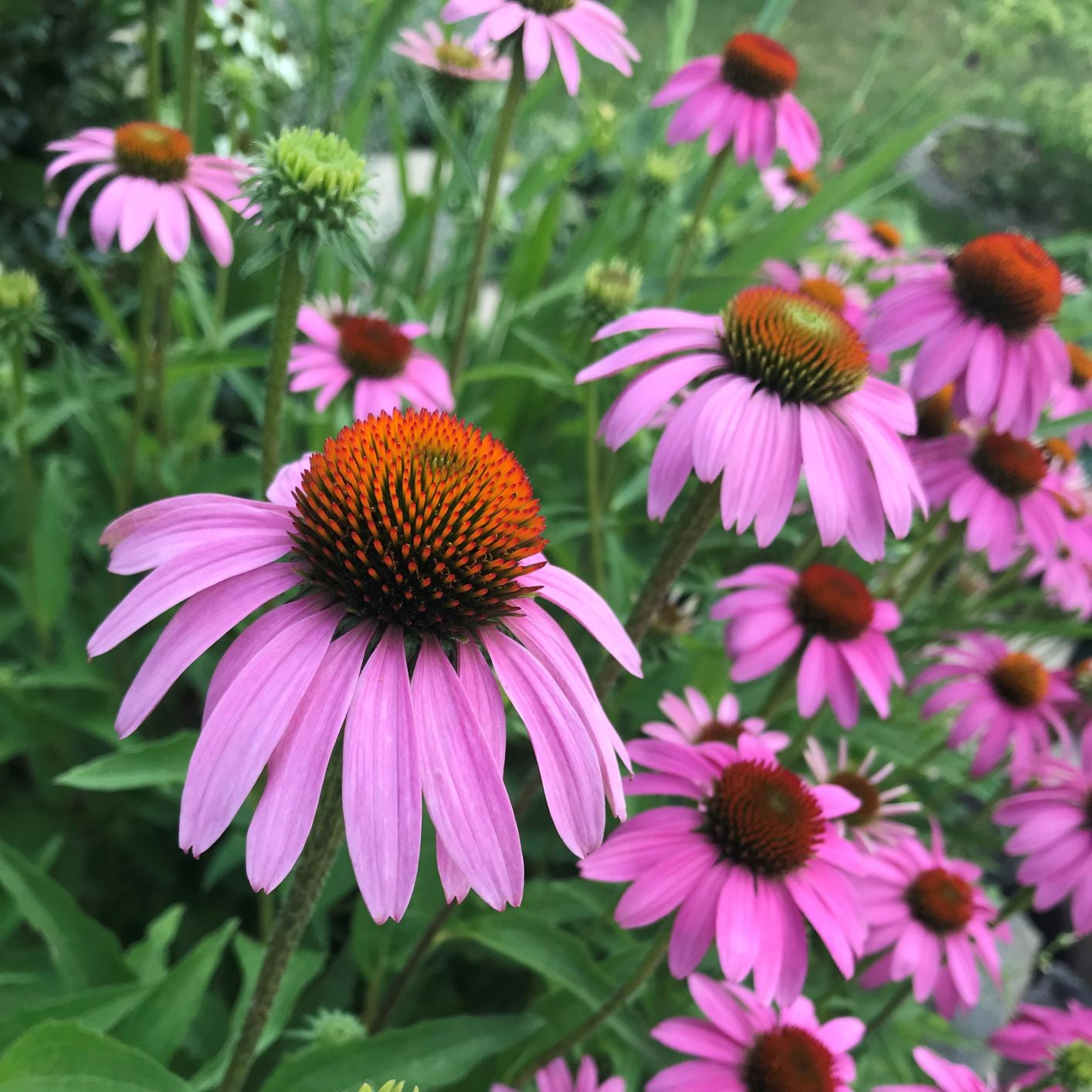 Echinacea purpurea DP50