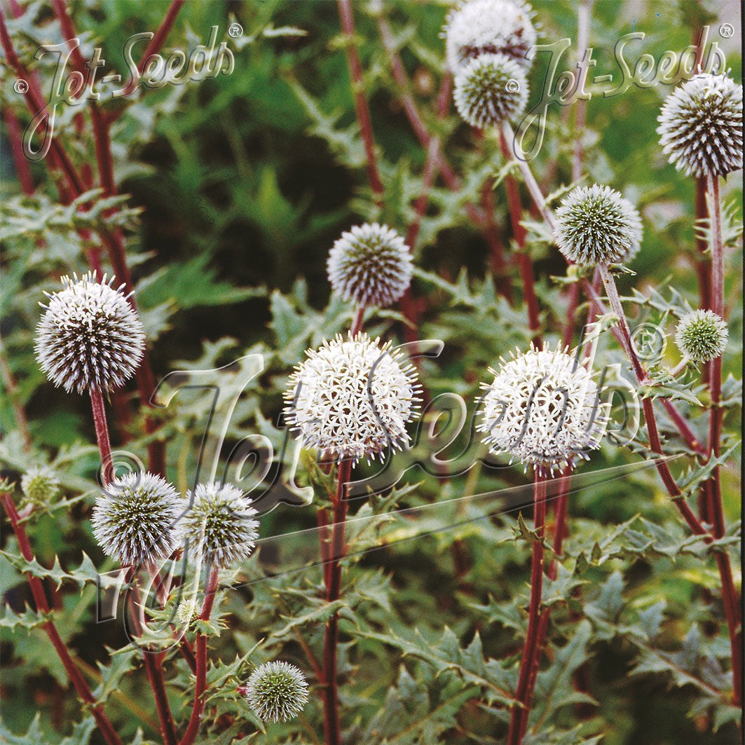 Echinops sphaerocephalus Arctic Glow 1G