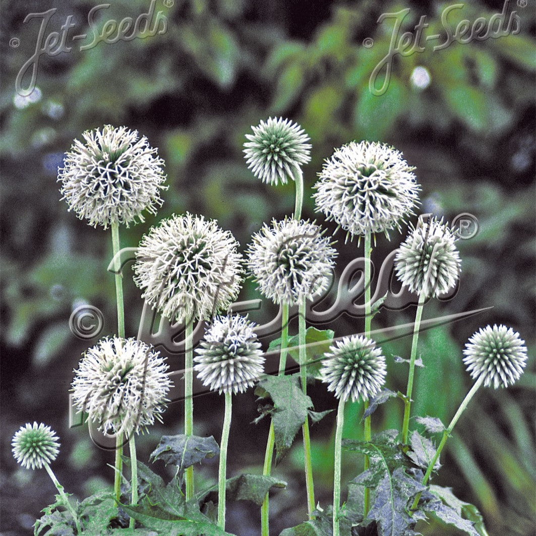 Echinops bannaticus Star Frost 1G