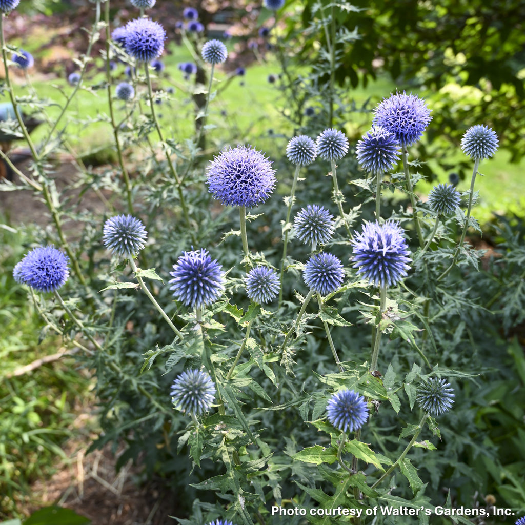 Echinops bannaticus Blue Glow DP50