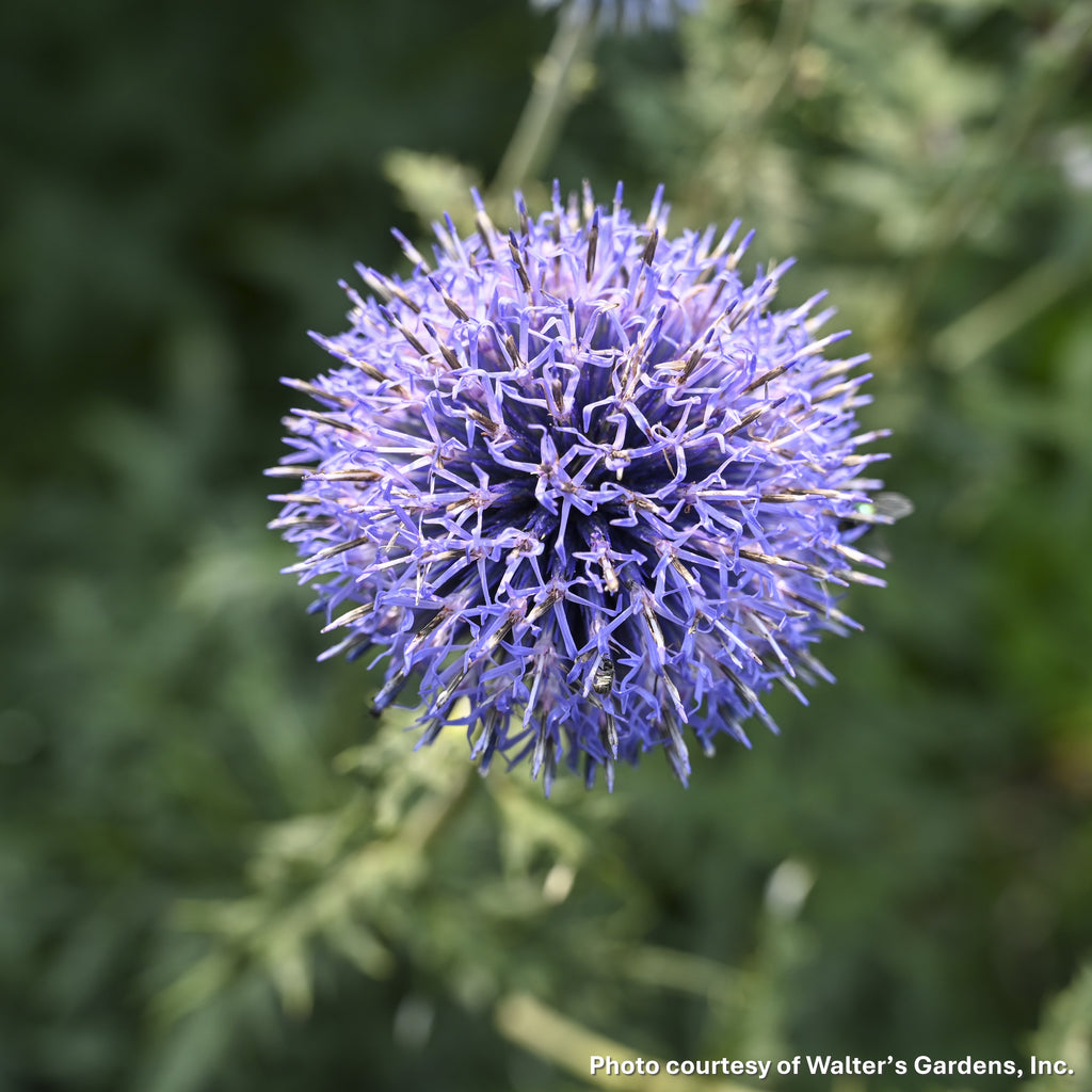 Echinops bannaticus Blue Glow DP50