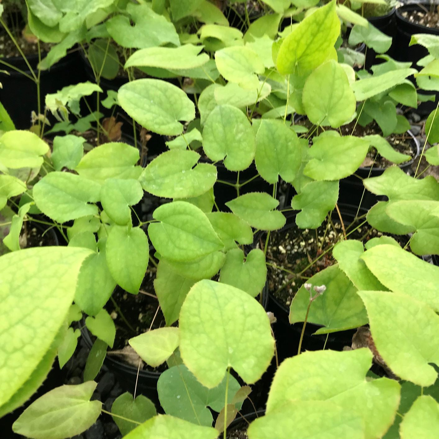 Epimedium pubigerum Orangekonigin 1G