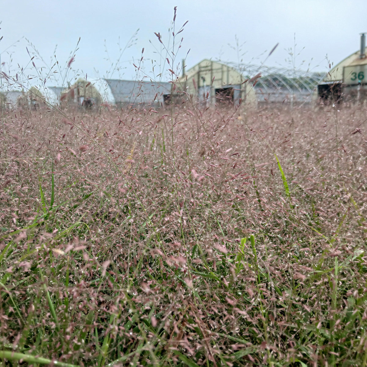 Eragrostis spectabilis 1G