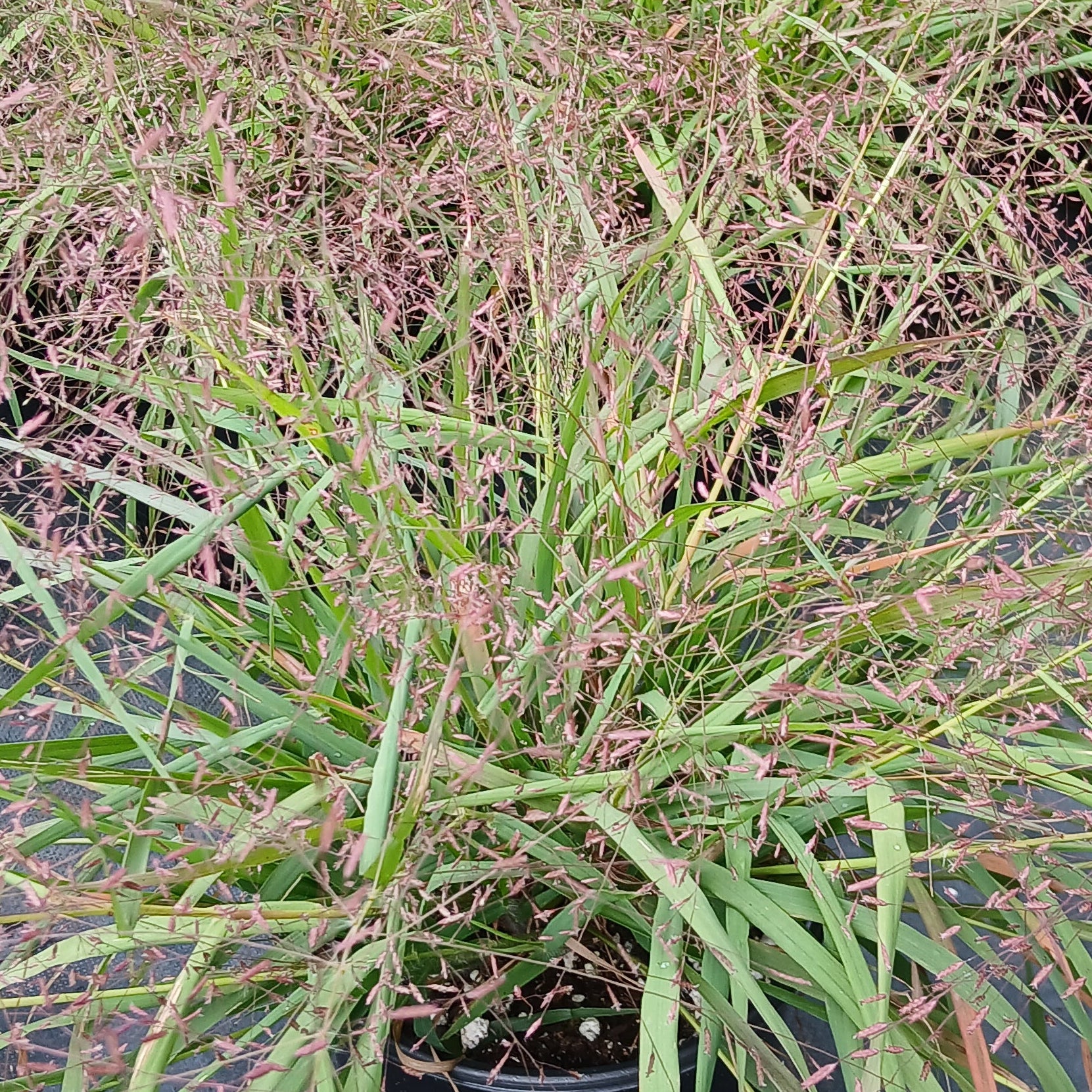Eragrostis spectabilis 1G