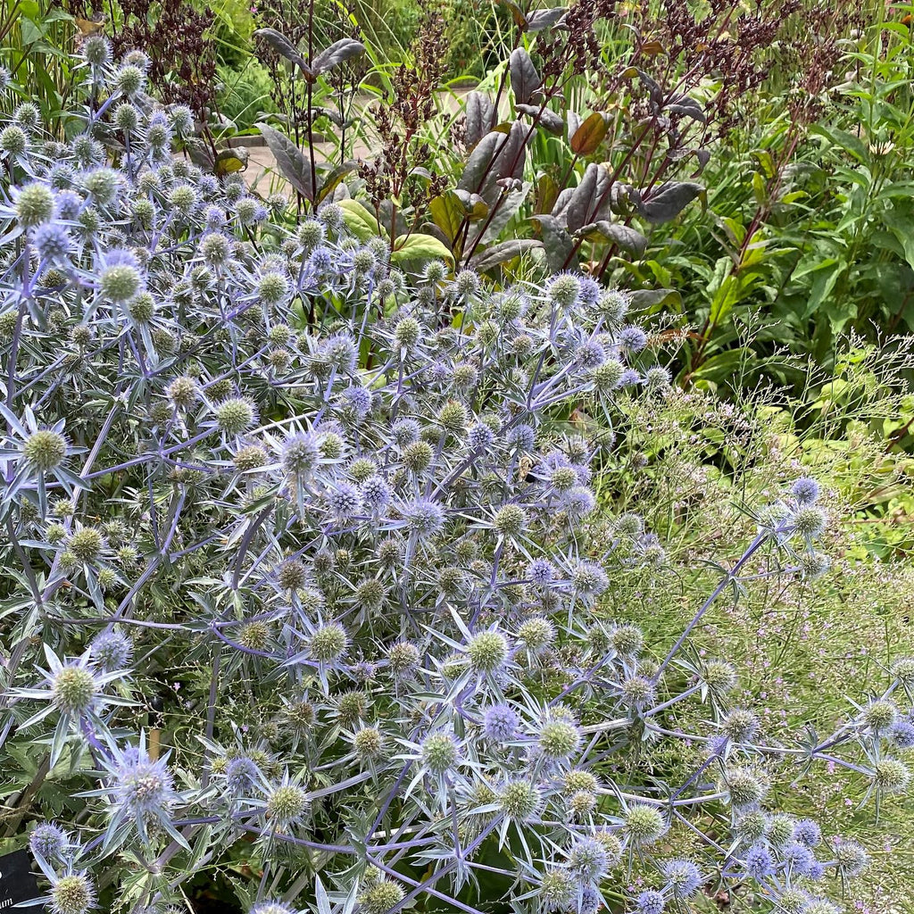 Eryngium planum Blaukappe DP50