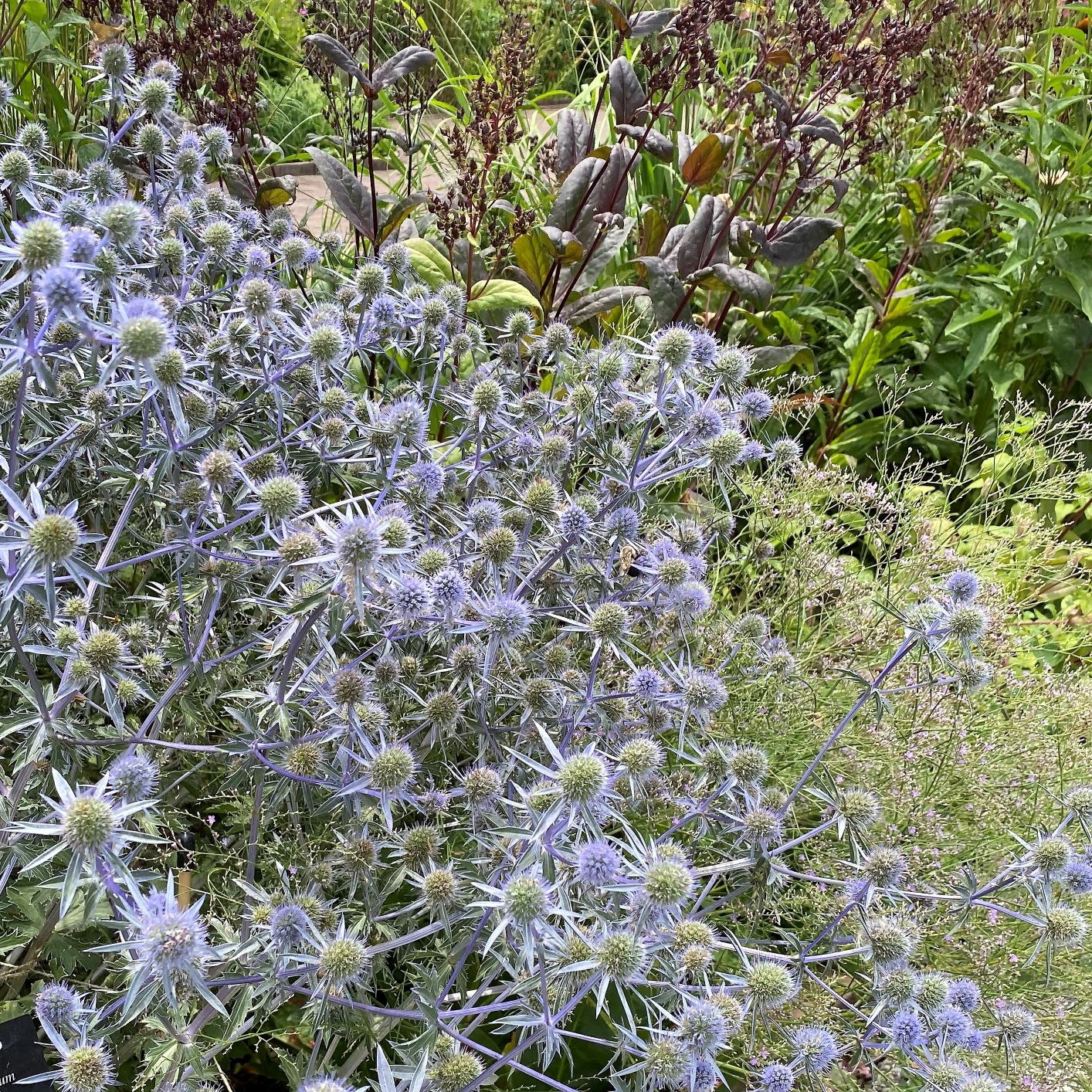 Eryngium planum Blaukappe DP50
