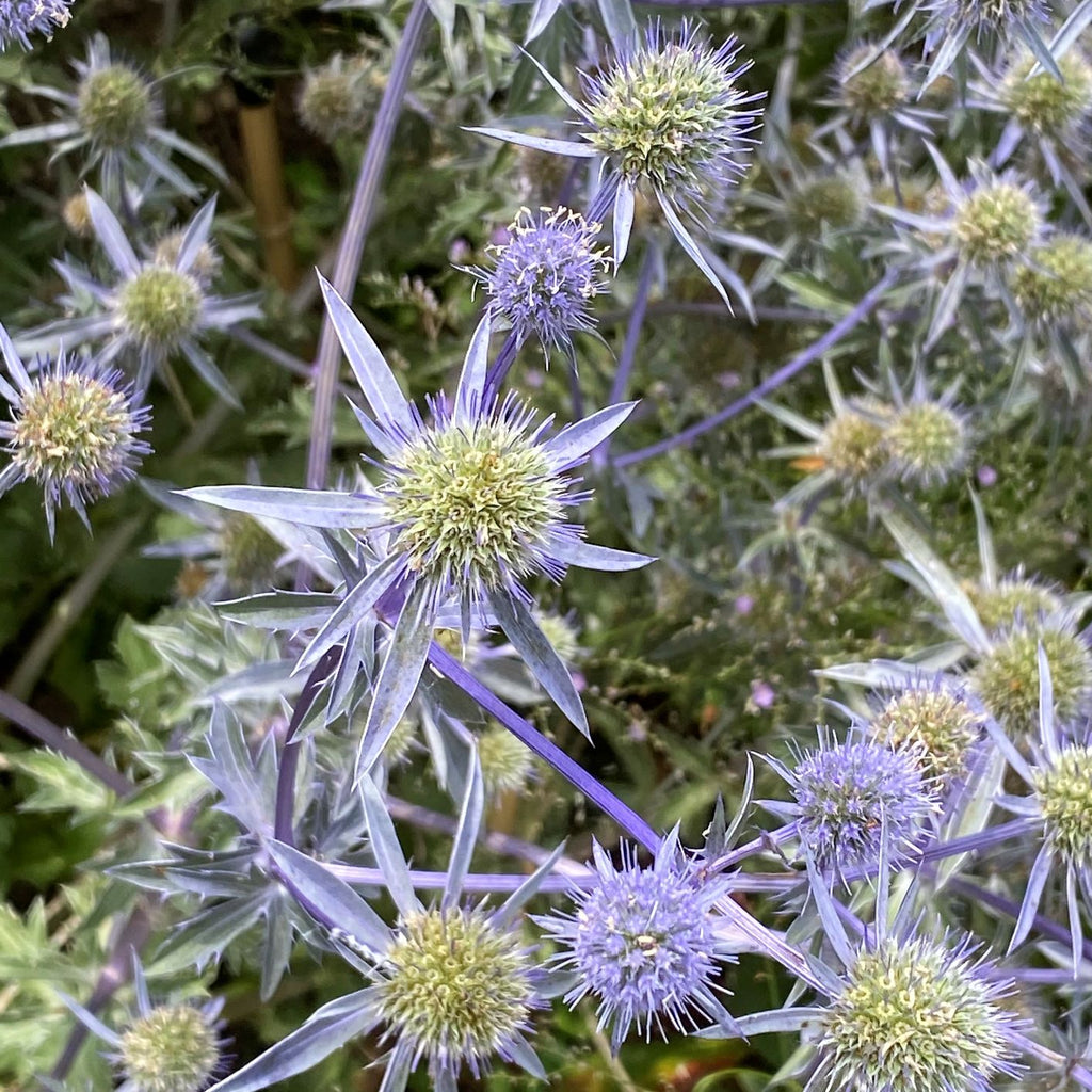 Eryngium planum Blaukappe DP50