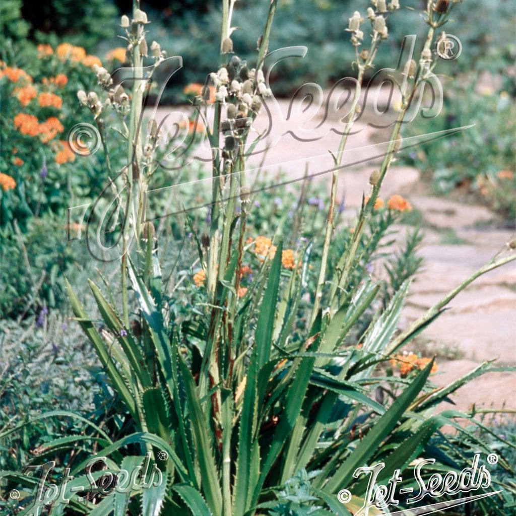 Eryngium agavifolium 3.25"