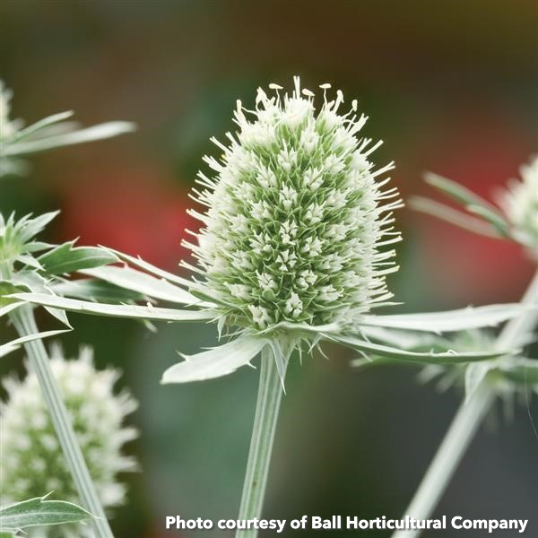 Eryngium planum White Glitter 1Q