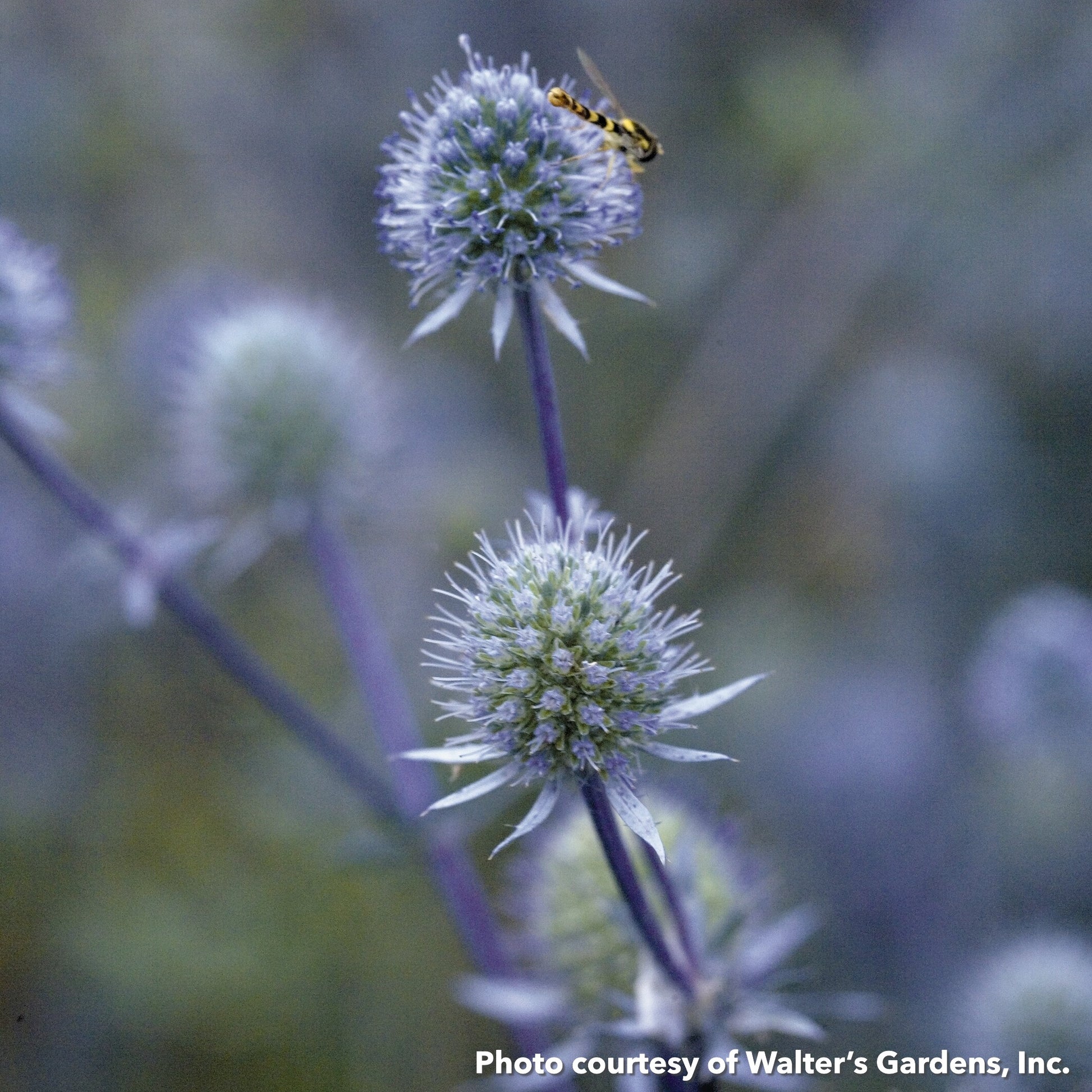 Eryngium planum Blue Glitter 1Q