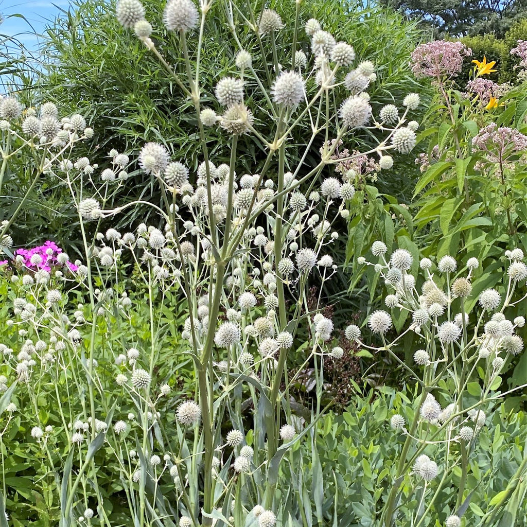 Eryngium yuccifolium DP50