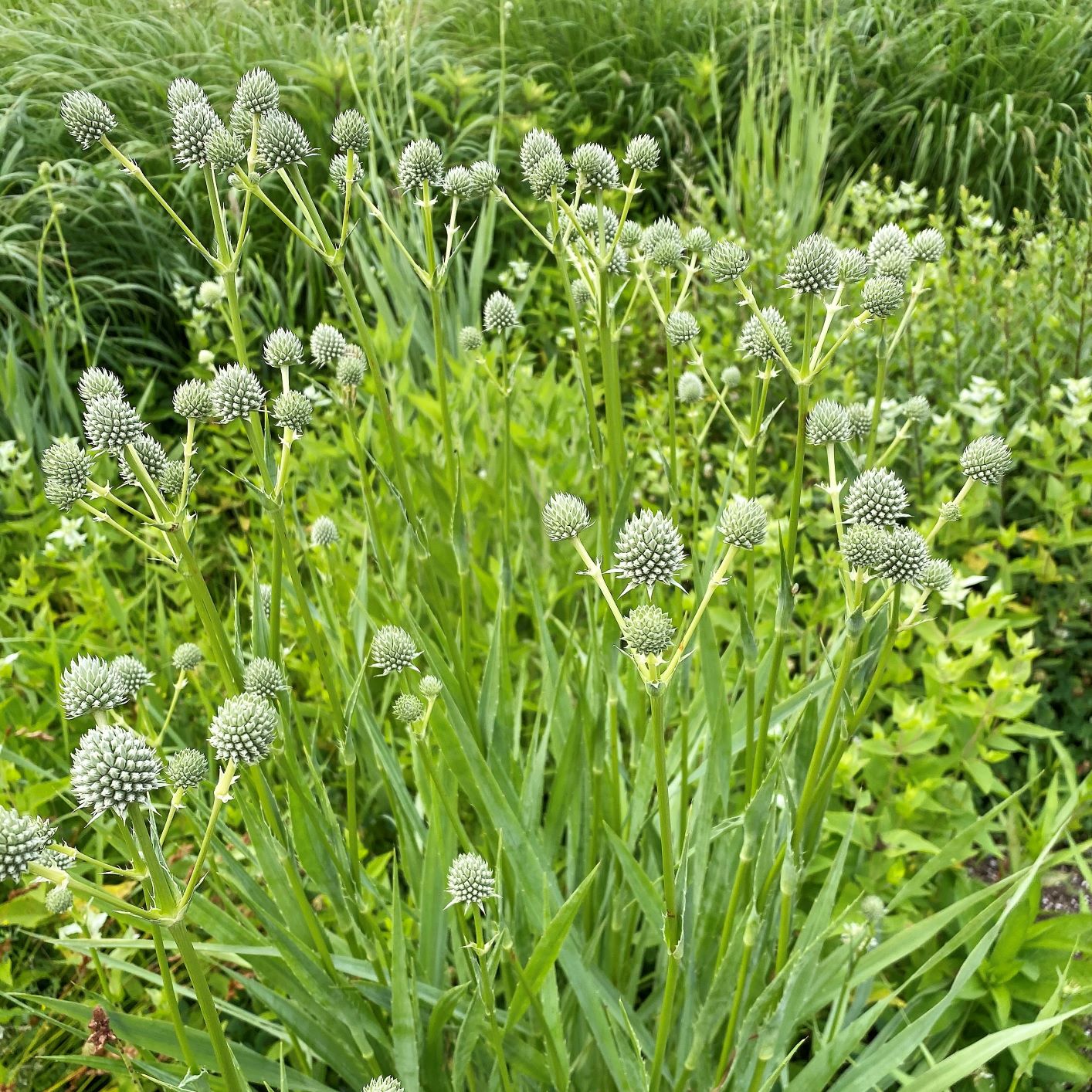 Eryngium yuccifolium DP50