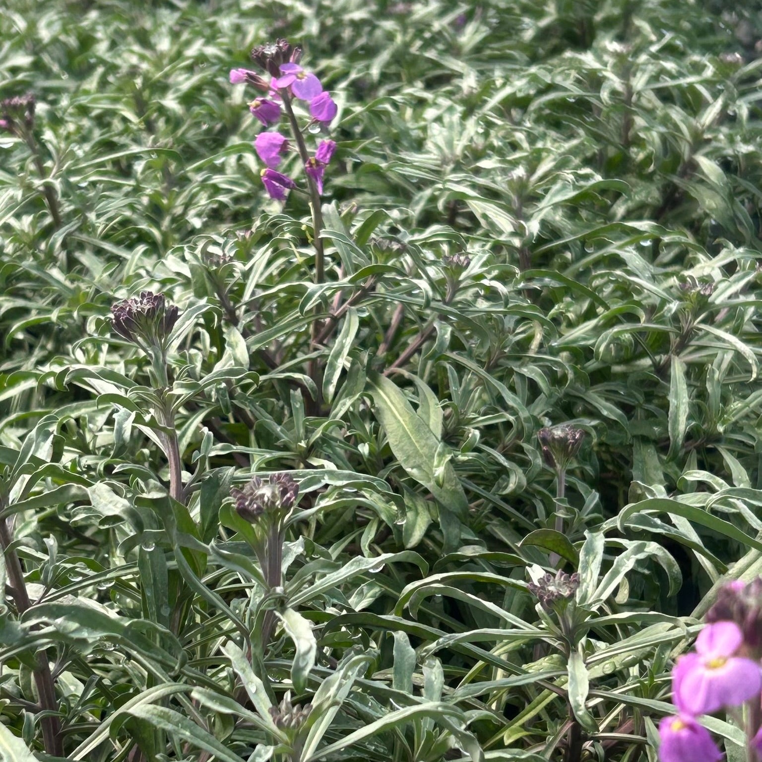 Erysimum Bowles Me Away 1Q