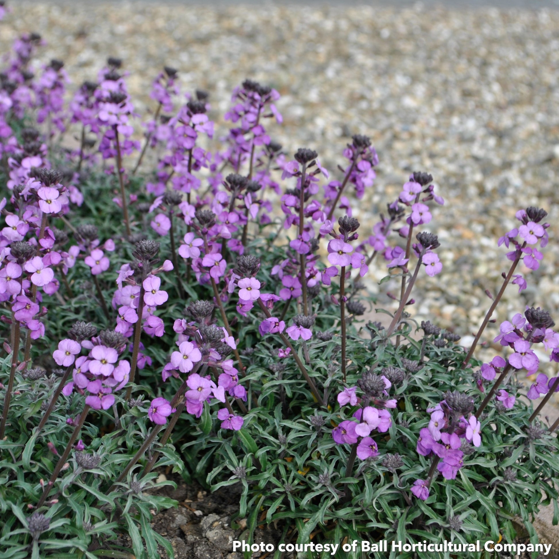 Erysimum Bowles Me Away 1Q