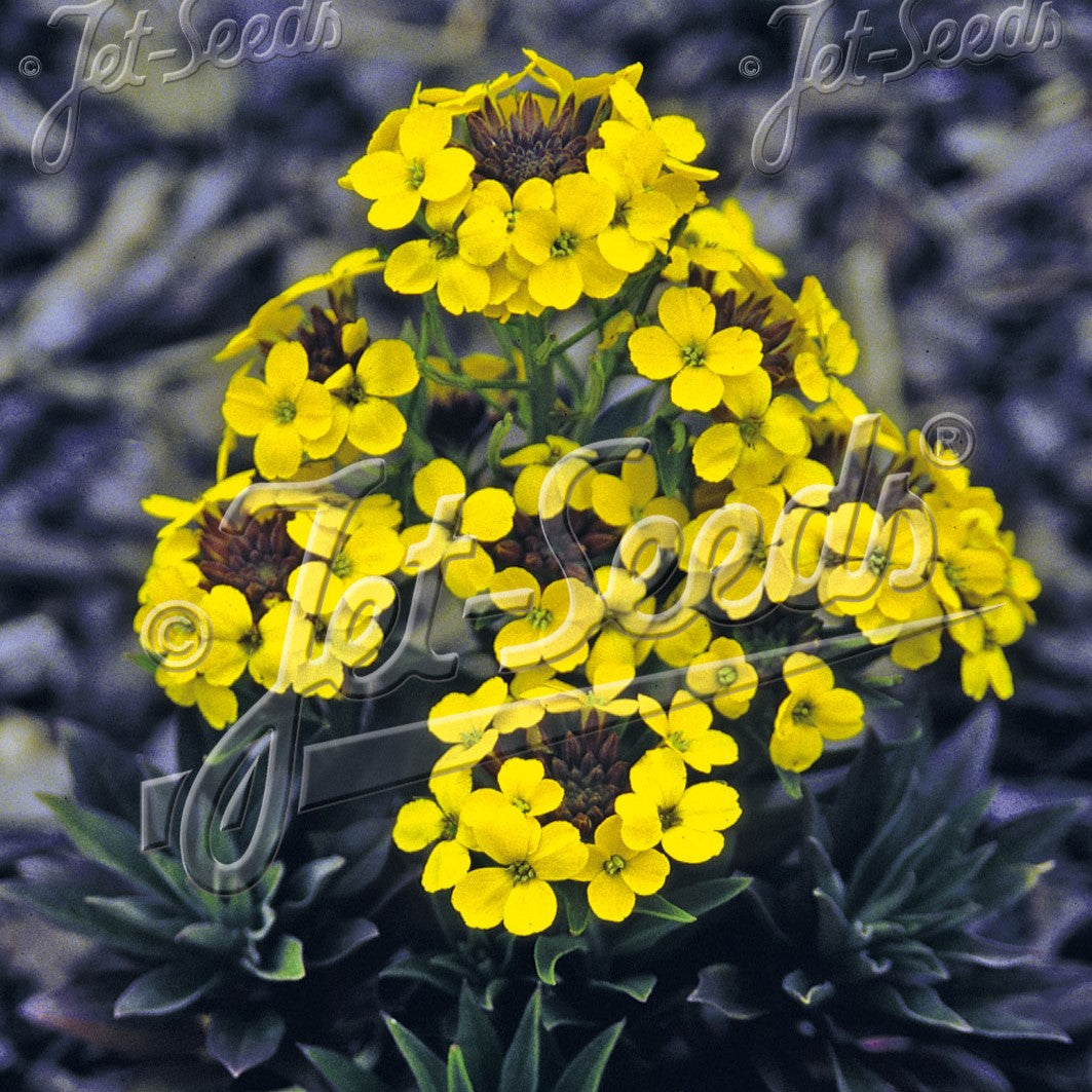 Erysimum x Canaries Yellow 1G
