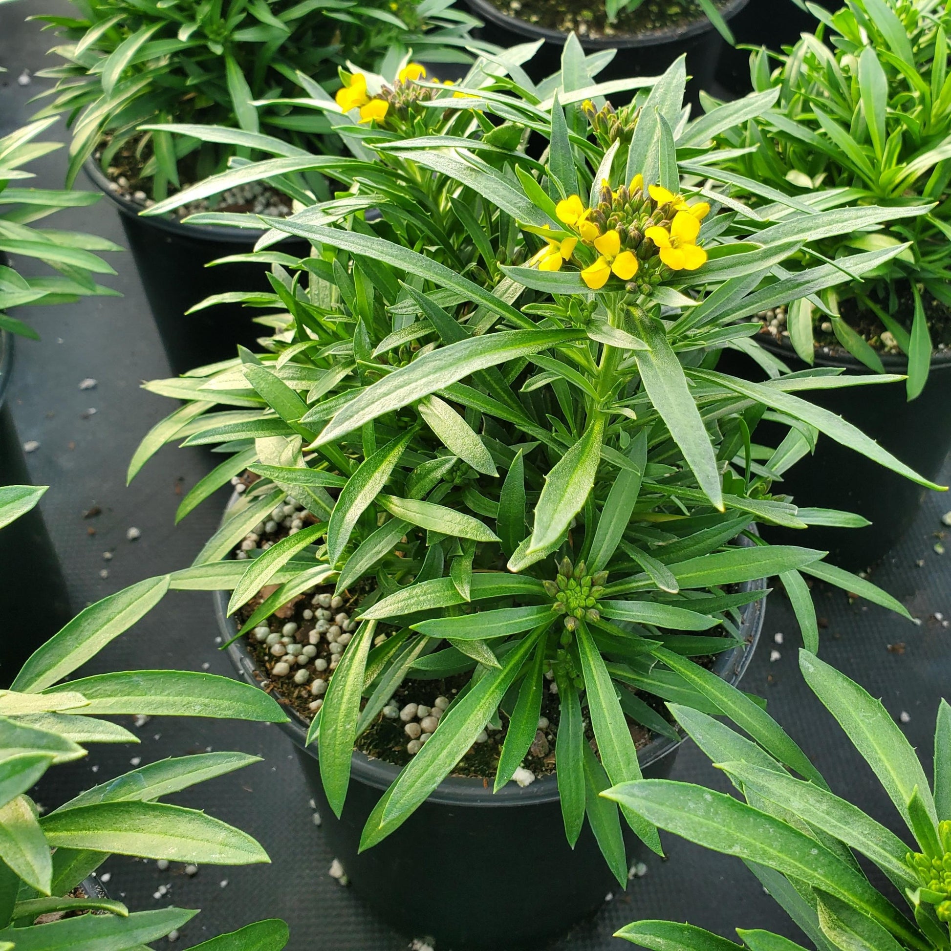 Erysimum x Canaries Yellow 1G