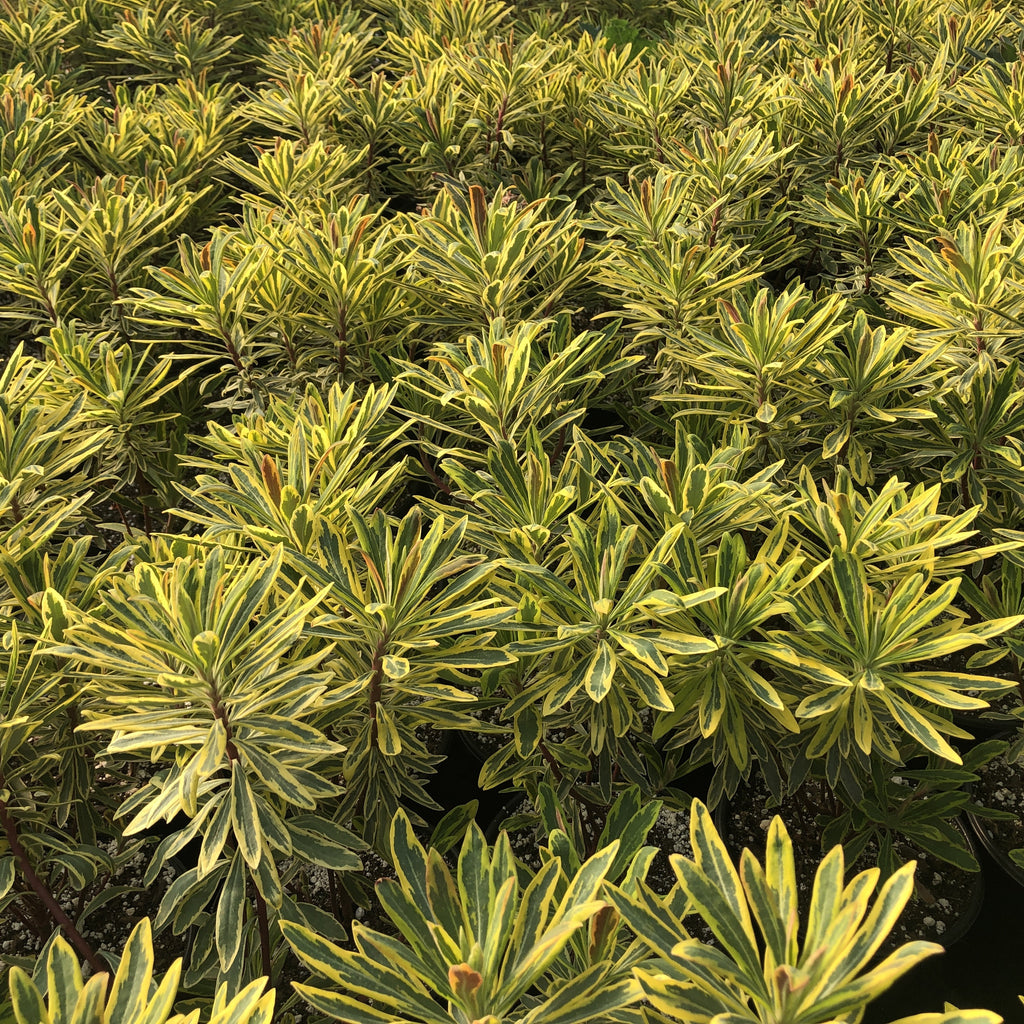 Euphorbia x martini Ascot Rainbow 1G