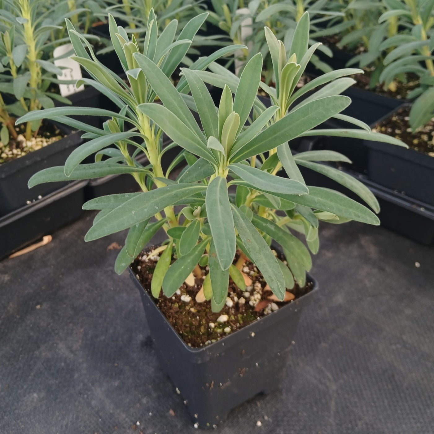 Euphorbia characias ssp  wulfenii 3.25"